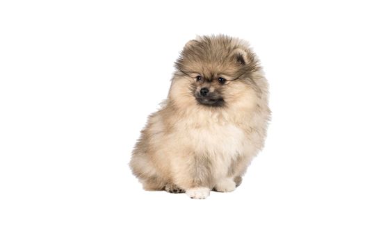 A small Pomeranian puppy standing isolated on a white background