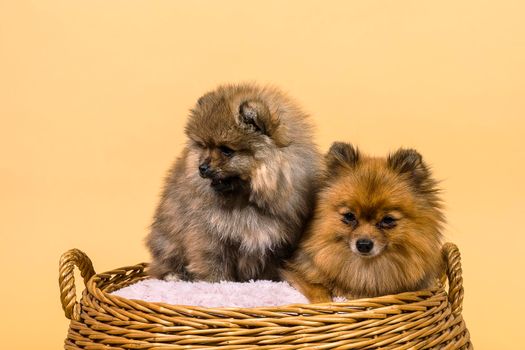 Two small Pomeranian puppies sitting in a basket with a pink cushion with a beige background