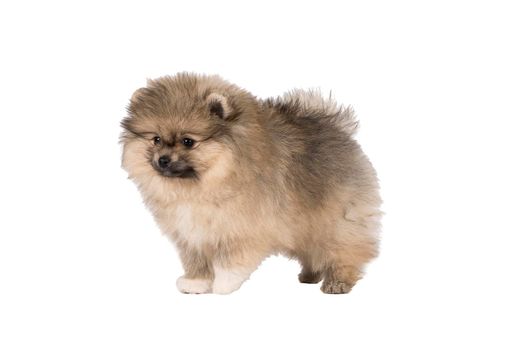 A small Pomeranian puppy standing isolated on a white background