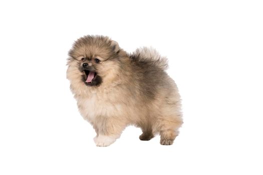 A small Pomeranian puppy standing isolated on a white background barking