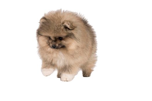 A small Pomeranian puppy standing isolated on a white background