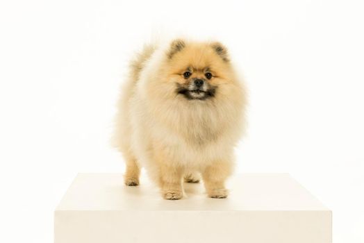 A small Pomeranian puppy standing isolated on a white background