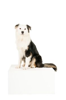 Black and white Australian Shepherd dog sitting isolated in white background looking at the camera