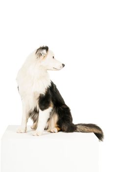 Black and white Australian Shepherd dog sitting isolated in white background  looking back