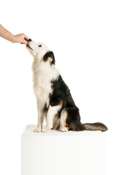 Black and white Australian Shepherd dog sitting isolated in white background recieving a treat