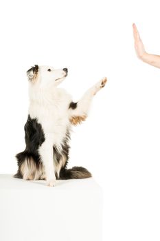 Black and white Australian Shepherd dog sitting isolated in white background giving paw