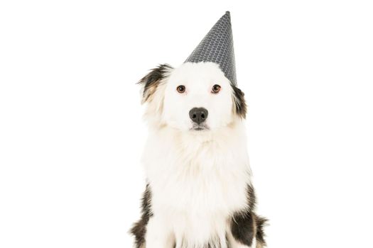 Black and white Australian Shepherd dog sitting isolated in white background with a birthday hat looking at the camera