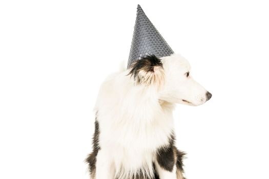 Black and white Australian Shepherd dog sitting isolated in white background with a birthday hat looking away