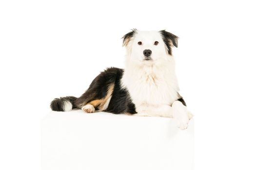 Black and white Australian Shepherd dog lying isolated in white background paws crossed looking at the camera