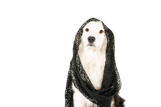 Black and white Australian Shepherd dog sitting isolated in white background wearing a black veil looking at the camera