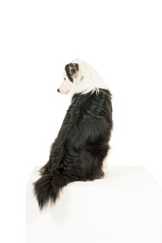 Black and white Australian Shepherd dog sitting back turned isolated in white background looking aside