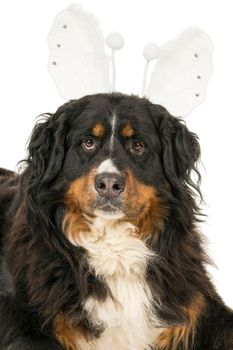 A cute funny Berner Sennen Mountain dog with a butterfly tiara isolated on a white background