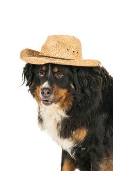 A cute funny Berner Sennen Mountain dog wearing a straw hat isolated on a white background