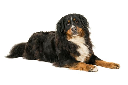 A Berner Sennen Mountain dog lying looking up isolated on a white background