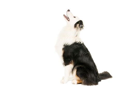 Black and white Australian Shepherd dog in white background sitting sideways looking up