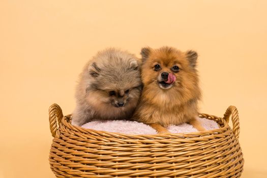 Two small Pomeranian puppies sitting in a basket with a pink cushion with a beige background