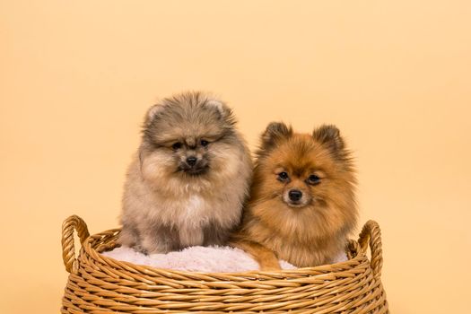 Two small Pomeranian puppies sitting in a basket with a pink cushion with a beige background