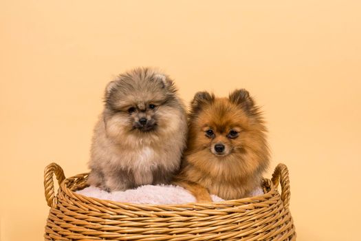 Two small Pomeranian puppies sitting in a basket with a pink cushion with a beige background