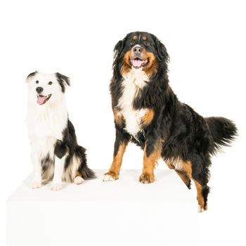 A Berner Sennen Mountain and Australian Shepherd dogs standing on a cube looking up isolated on a white background
