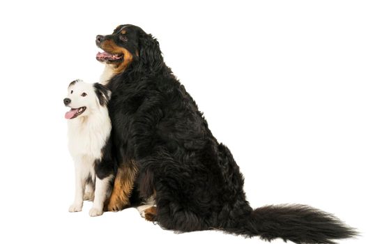 A Berner Sennen Mountain and Australian Shepherd dogs sitting sideways looking aside isolated on a white background