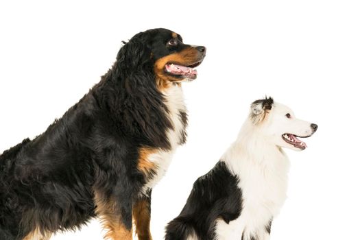 A Berner Sennen Mountain and Australian Shepherd dogs standing sideways looking aside isolated on a white background