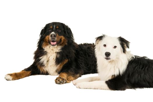 A Berner Sennen Mountain and Australian Shepherd dogs lying looking at the camera isolated on a white background