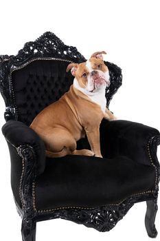 Brown and white Old English Bulldog sitting in a baroque armchair looking at the camera isolated in white, looking backwards at camera