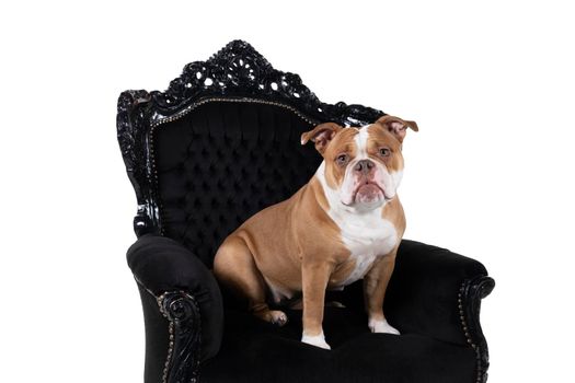 Brown and white Old English Bulldog sitting in a baroque armchair looking at the camera isolated in white