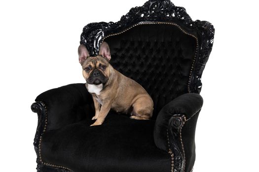 Brown and white French Bulldog sitting in a baroque armchair looking at the camera isolated in white