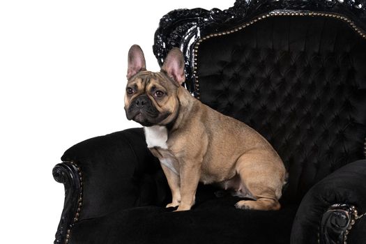 Brown and white French Bulldog sitting in a baroque armchair looking at the camera isolated in white