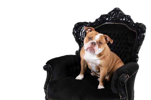 Brown and white Old English Bulldog sitting in a baroque armchair looking at the camera isolated in white, head tilted