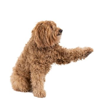 Golden Labradoodle looking aside sitting giving paw begging isolated on white background