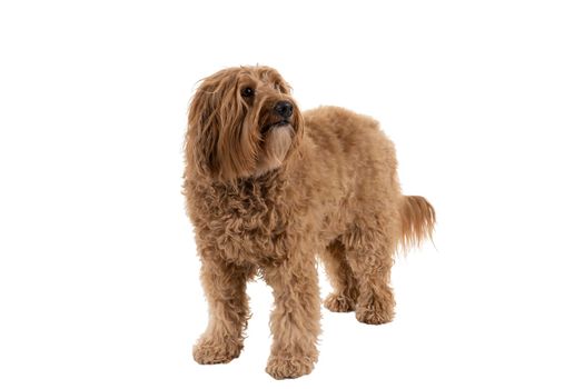 Golden Labradoodle looking aside standing isolated on white background