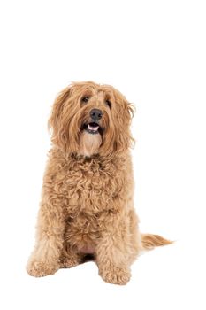 Golden Labradoodle looking at the camera head tilted sitting isolated on white background