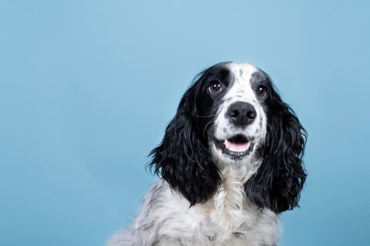 Portrait of an english cocker spaniel looking at the camera on  blue background