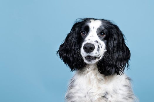 Portrait of an english cocker spaniel looking at the camera on  blue background