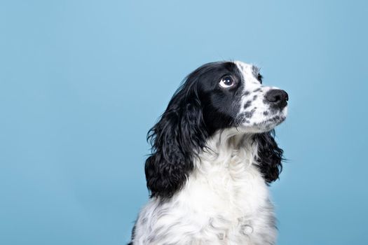 Portrait of an english cocker spaniel looking up on  blue background
