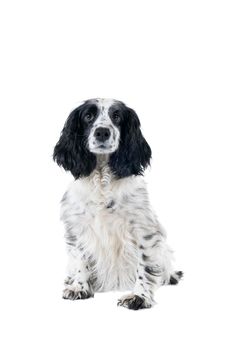 Full body portrait of a cute English cocker spaniel sitting looking at the camera isolated on  white background