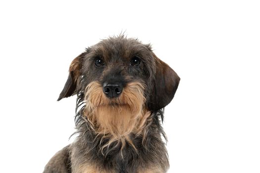 Closeup of the head of  a bi-colored longhaired  wire-haired Dachshund dog with beard and moustache isolated on white background