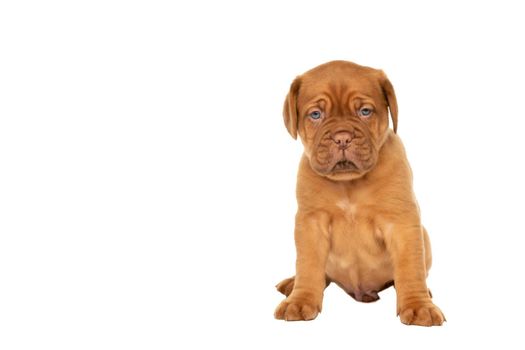 Cute puppy Frensh breed dogue de Bordeaux sitting isolated on a white background with copy space