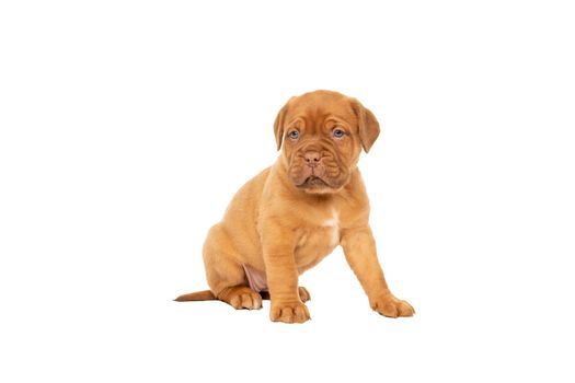 Cute puppy French breed dogue de Bordeaux sitting isolated on a white background with copy space