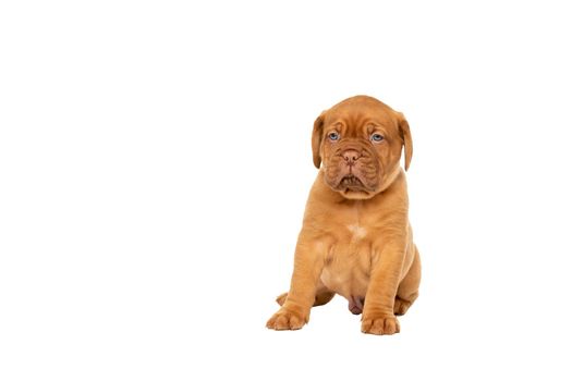 Cute puppy Frensh breed dogue de Bordeaux sitting isolated on a white background with copy space