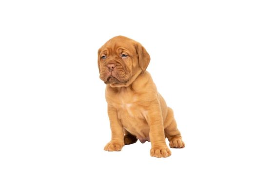 Cute puppy Frensh breed dogue de Bordeaux sitting isolated on a white background with copy space