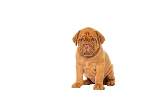 Cute puppy Frensh breed dogue de Bordeaux sitting isolated on a white background with copy space