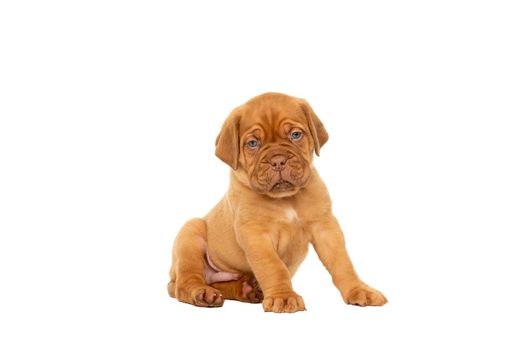 Cute puppy Frensh breed dogue de Bordeaux sitting isolated on a white background with copy space