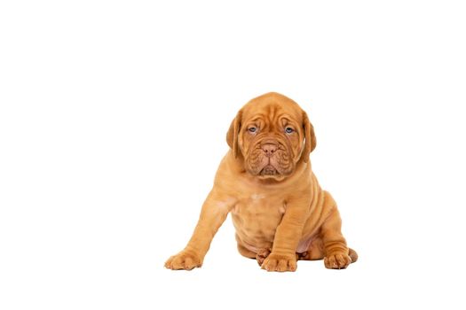 Cute puppy French breed dogue de Bordeaux sitting isolated on a white background with copy space