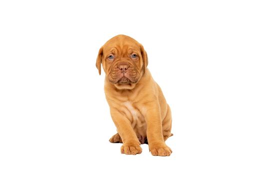 Cute puppy Frensh breed dogue de Bordeaux sitting isolated on a white background with copy space