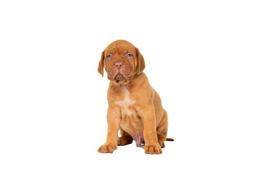 Cute puppy Frensh breed dogue de Bordeaux sitting isolated on a white background with copy space