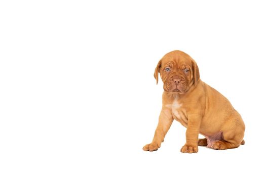 Cute puppy Frensh breed dogue de Bordeaux sitting isolated on a white background with copy space