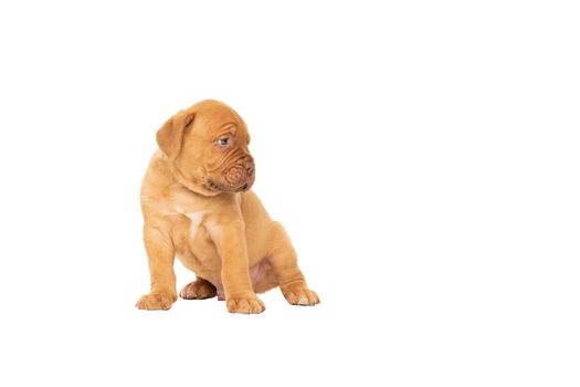 Cute puppy Frensh breed dogue de Bordeaux sitting isolated on a white background with copy space